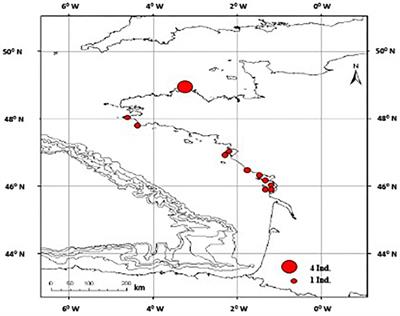 Vaginal Calculi in the Eastern North Atlantic Common Dolphins Delphinus Delphis, Induction Mechanisms and Possible Effects on Fecundity